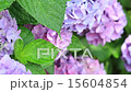 Hydrangea in the rain 15604854