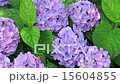 Hydrangea in the rain 15604855