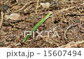 Close-up of group of ants observing green haulm 15607494