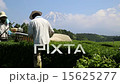 Tea picking 15625277
