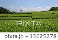 Tea plantation 15625278