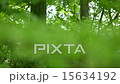 Soft fresh green season 15634192