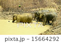 Elephants Washing 15664292