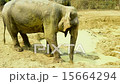 Elephants in the Mud 15664294