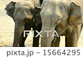 Elephants Eating Hay 15664295