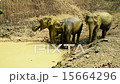 Elephants by the Water 15664296