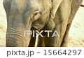 Elephant Portrait 15664297