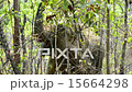 Elephant In The Forest 15664298