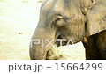Elephant Close Up Eating 15664299