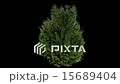 Real Coniferous Plant Isolated 1 15689404