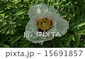 Peony in motion 1 15691857