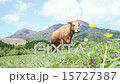 阿蘇山と赤牛02 15727387