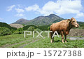 阿蘇山と赤牛03 15727388