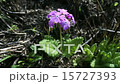 サクラソウ01(阿蘇野草) 15727393