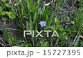 ハルリンドウ01(阿蘇野草) 15727395