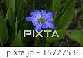 ハルリンドウ02(阿蘇野草) 15727536