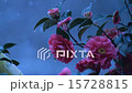雪椿 15728815