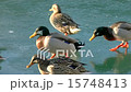 Frozen Mallard Ducks Walk On Iced lake 025 15748413