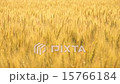 黄金の麦畑 15766184