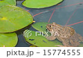 Toad breathing over water level 15774555