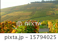 Champagne vineyards in Ay and Épernay - France  05 15794025