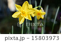 發光在春天陽光下的黃色黃水仙 15803973