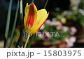 漂亮的鬱金香在風中搖曳 15803975