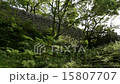 叢林 15807707