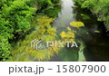Shinshu Azumino spring spring 15807900