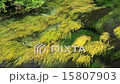 Shinshu Azumino spring spring 15807903