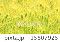 Wheat fields that breathe in the wind 15807925