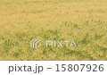 Wheat fields that breathe in the wind 15807926