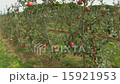 りんご畑② 15921953