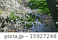 櫻花 15927248