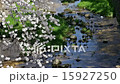 櫻花 15927250