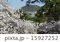 櫻花和Koshiyama 15927252