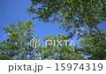 新緑の森 青い空 新緑の森 青い空 15974319