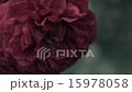 花 開花 玫瑰花 15978058
