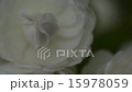 開花 花 玫瑰 15978059