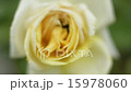 花 開花 玫瑰花 15978060