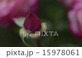 玫瑰 玫瑰花 開花 15978061