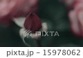 花5 _ 60 15978062