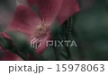 花6 _ 60 15978063