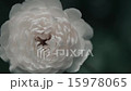花8_60 15978065