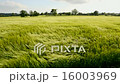 Wind blowing over a crop of barley - England  16003969
