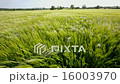 Wind blowing over a crop of barley - England  16003970