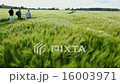 Wind blowing over a crop of barley - England  16003971