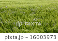 Wind blowing over a crop of barley - England  16003973