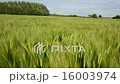 Wind blowing over a crop of barley - England  16003974