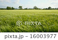 Wind blowing over a crop of barley - England  16003977